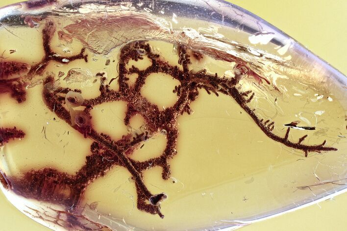 Detailed Fossil Lichen Twig in Baltic Amber #352803